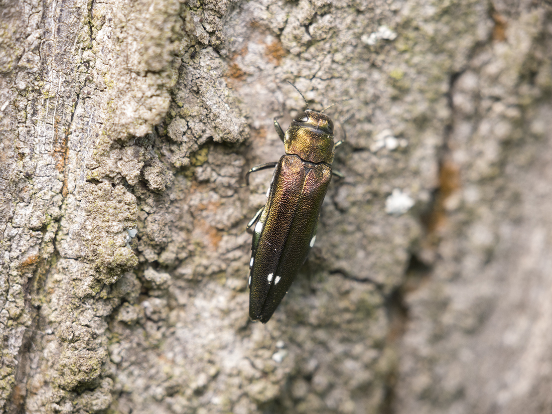 Agrilus biguttatus - IRoman Providukhinmage Roman Providukhin