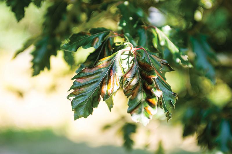 The signature striping on a “Rohanii” European beech, Fagus sylvatica, at Polly Hill Arboretum indicates that Beech Leaf Disease has set in.