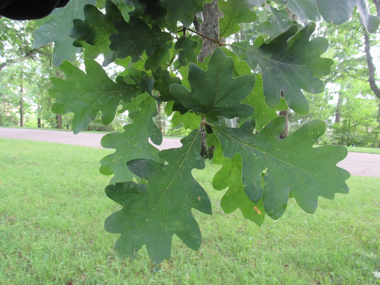 Leaves of Q. xbimundorum