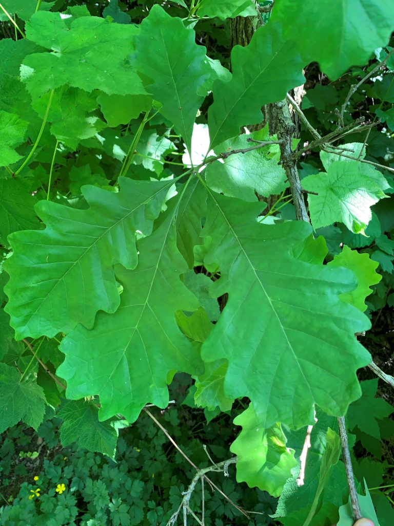 Quercus macrocarpa