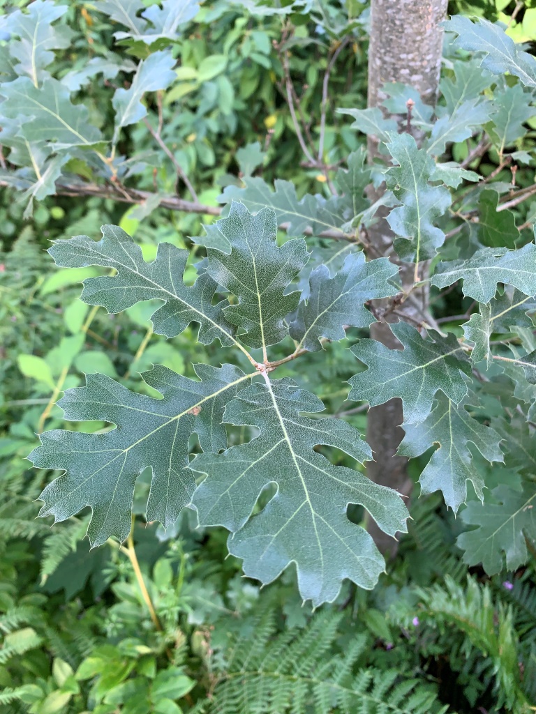 Quercus kelloggii