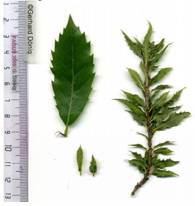 Quercus ilex Ditha Jung