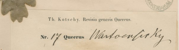 Quercus warkoensir card