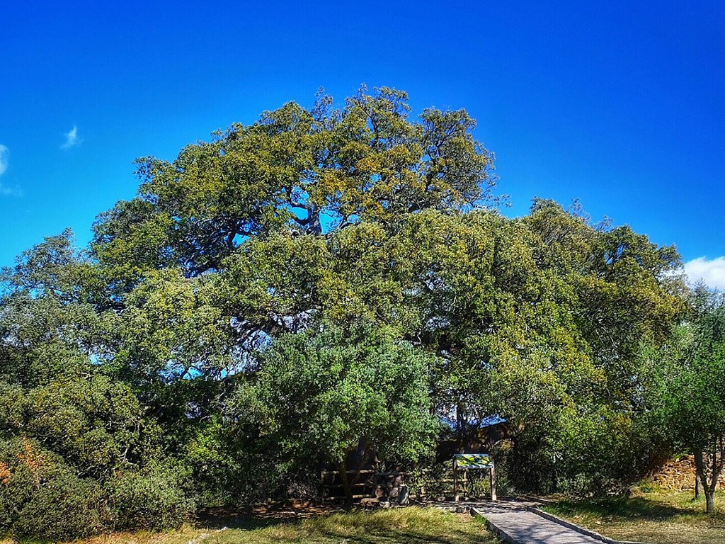 Carrasca de Lecina