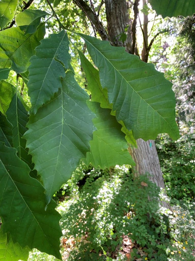 Quercus muehlenbergii