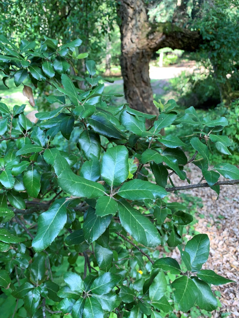 Quercus suber