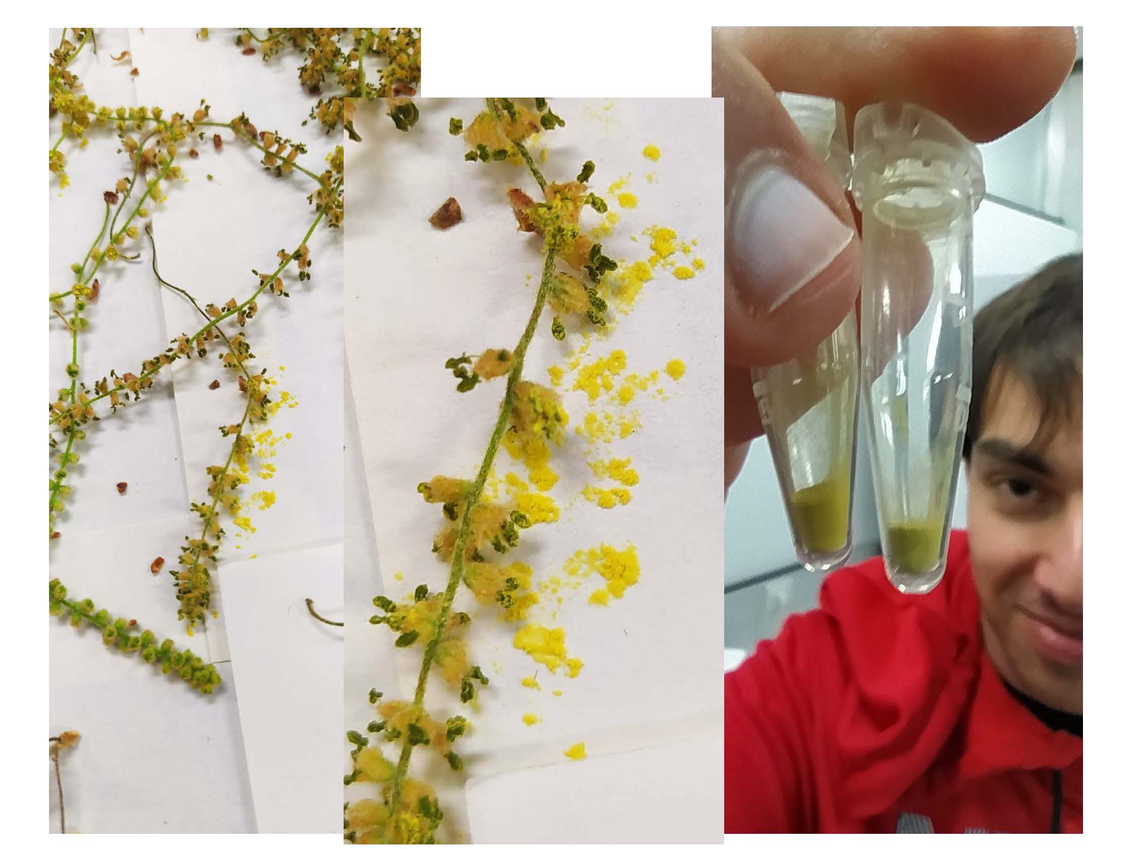Collection of oak pollen