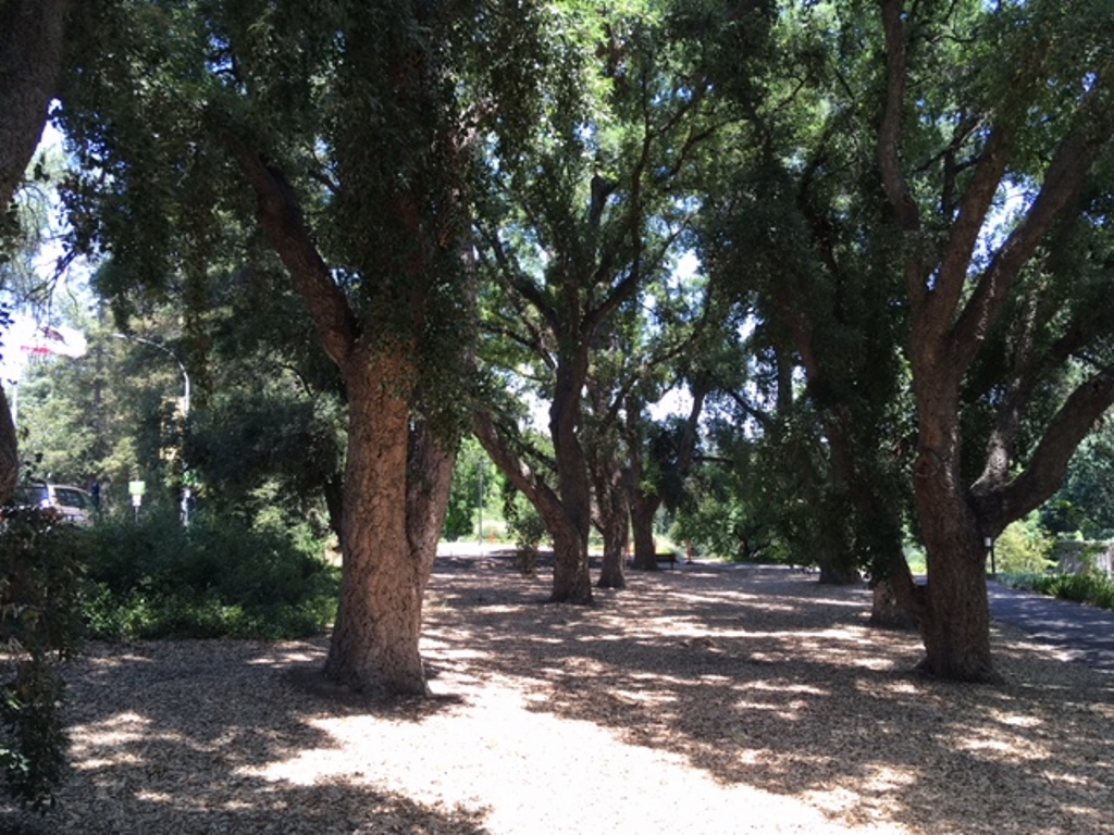 Cork oak grove at UC Davis