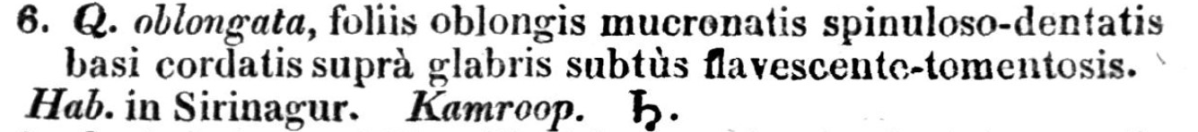 Q. oblongata description