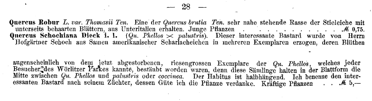 Original publication of Quercus xschochiana