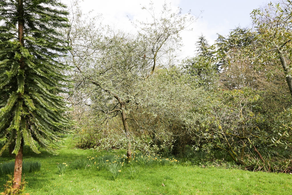 Quercus Piers Trehane