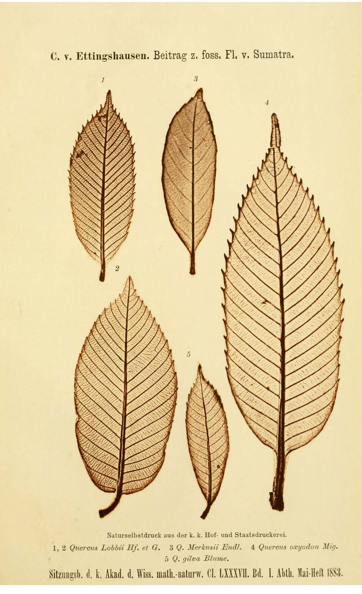 Quercus lobbii in Ettingshausen publication