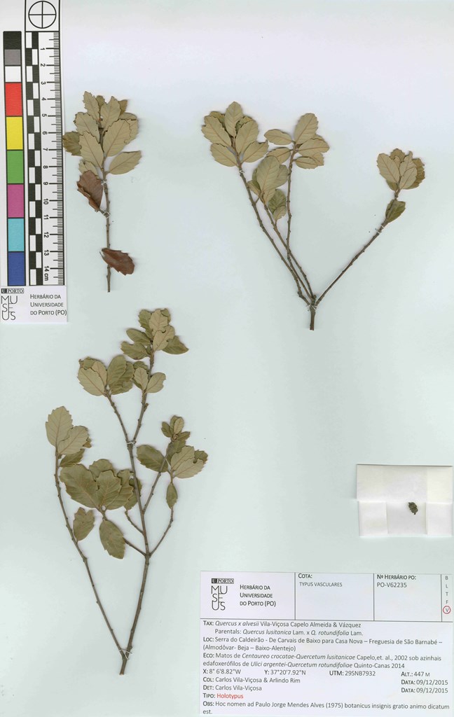 Quercus xalvesii type specimen