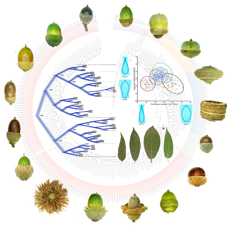 A phylogenetic tree-based diagram of DD oakk species in China, integrating morphology and statistical analyses.