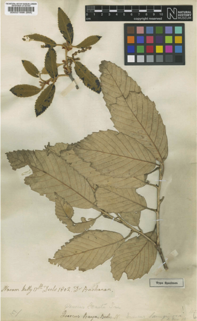 Holotype of Quercus lanata