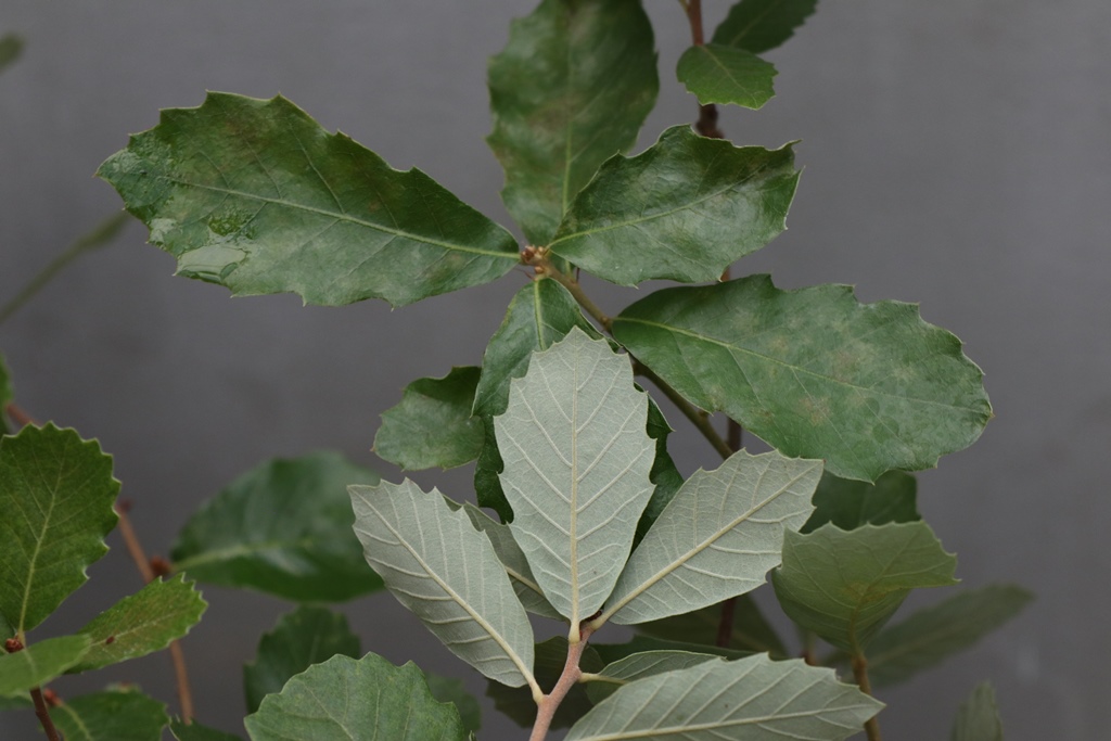 Quercus xalvesii