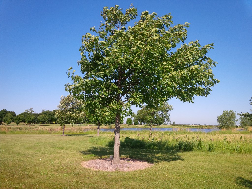 Quercus rubra
