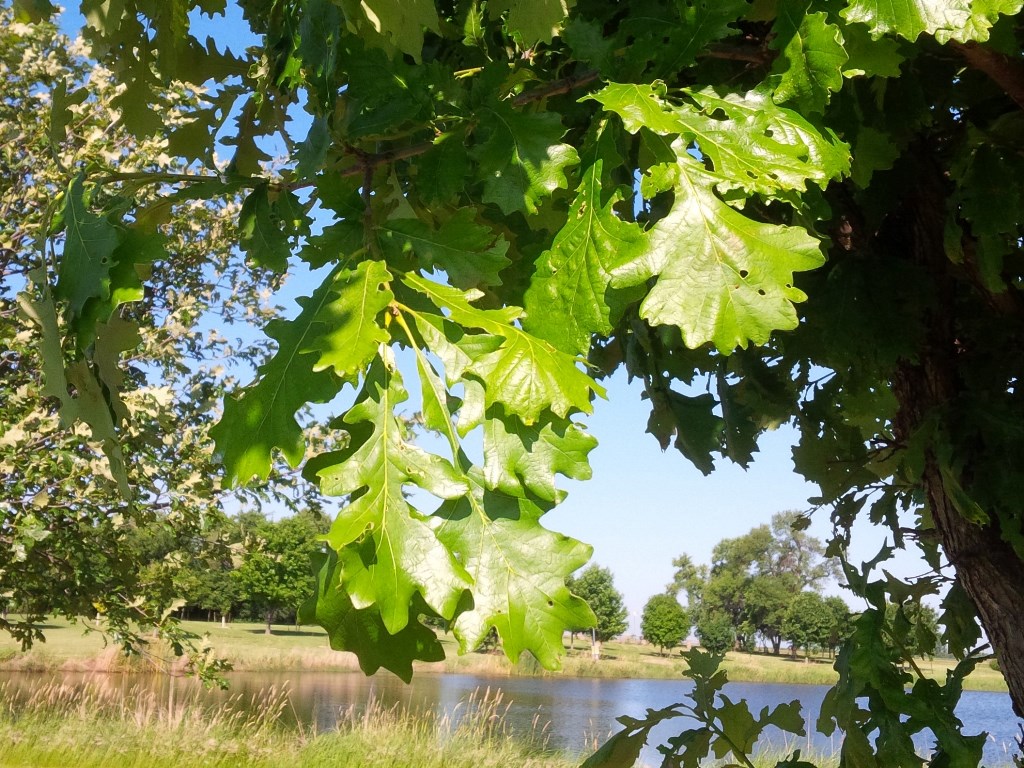 Q macrocarpa ‘Kreider’