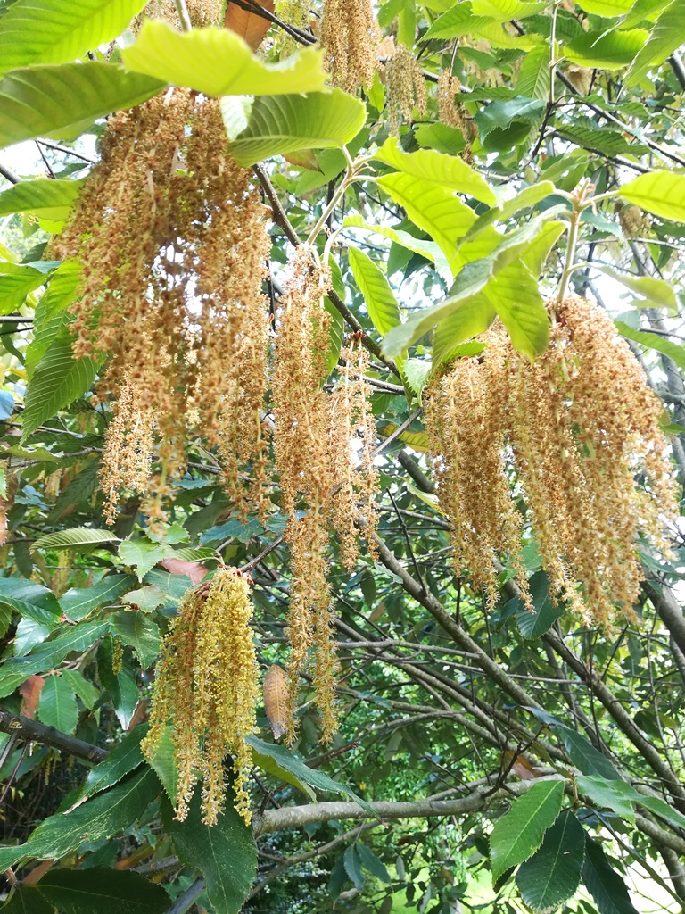 Quercus oxydon in flower