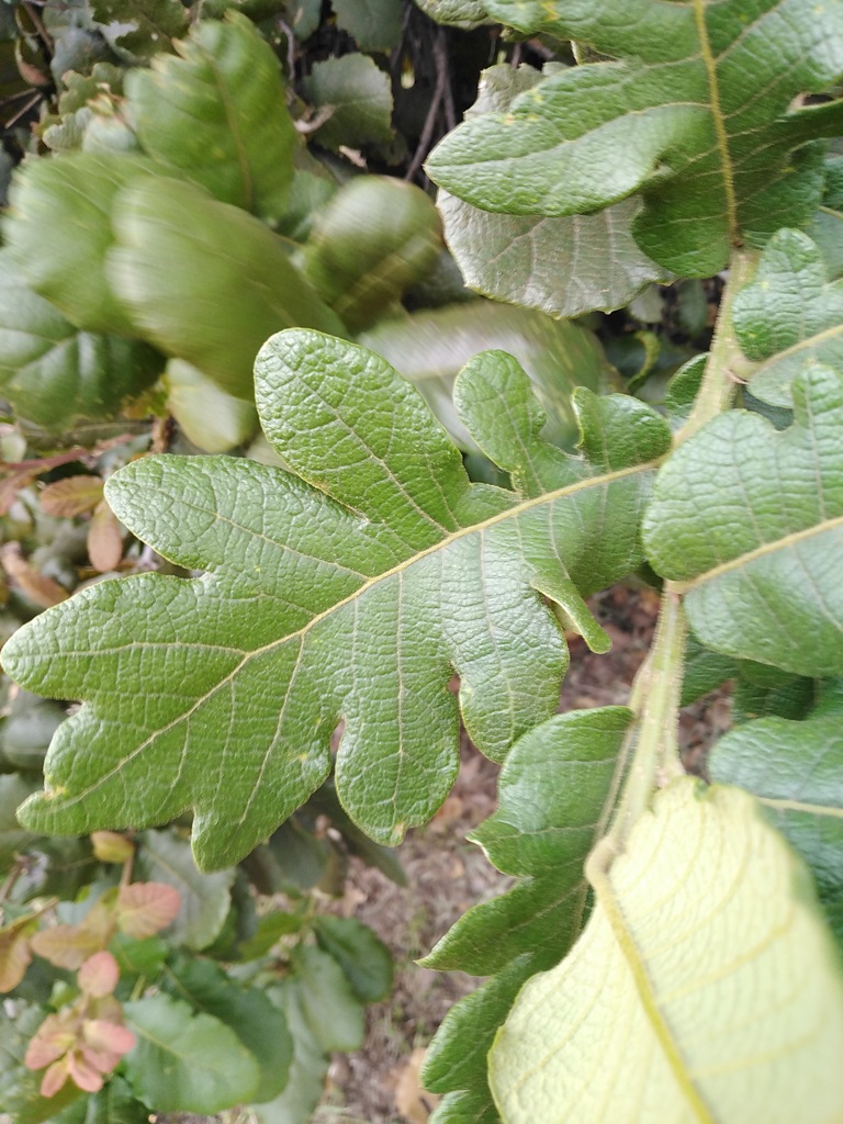 Lobed Quercus rugosa