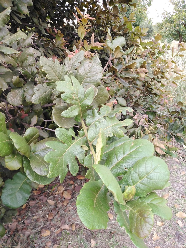 Quercus rugosa tree