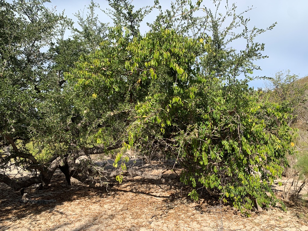 Quercus brandegeei covered withi Cryptostegia grandiflora, La Cobriza, November 2024. 