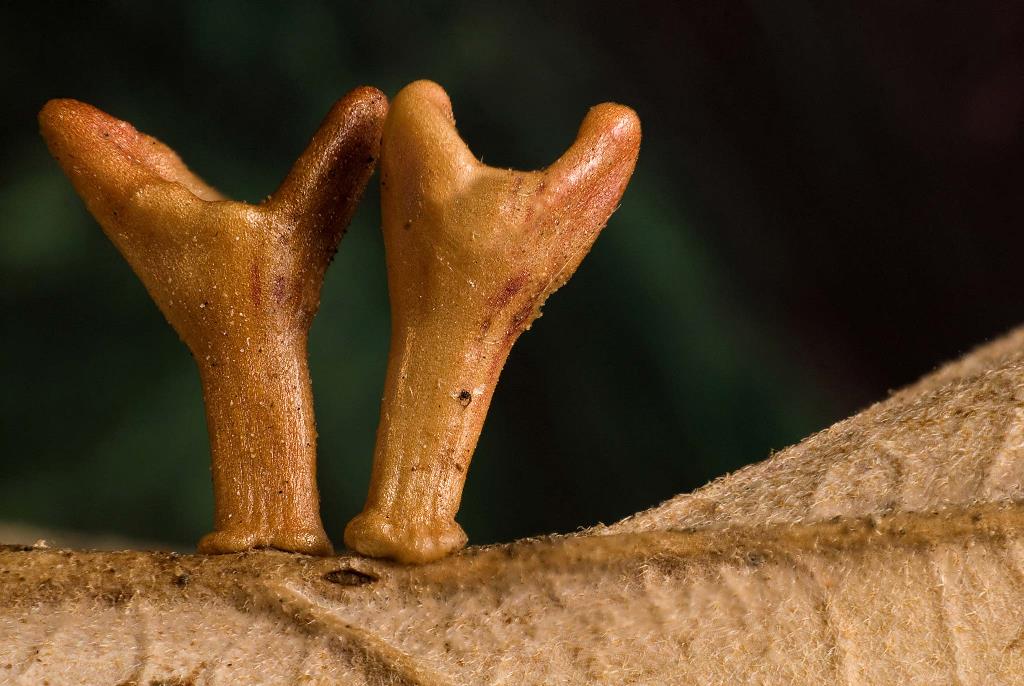 Quercus sp. leaf gall, Daniel Vega, Image of Distinction 2008