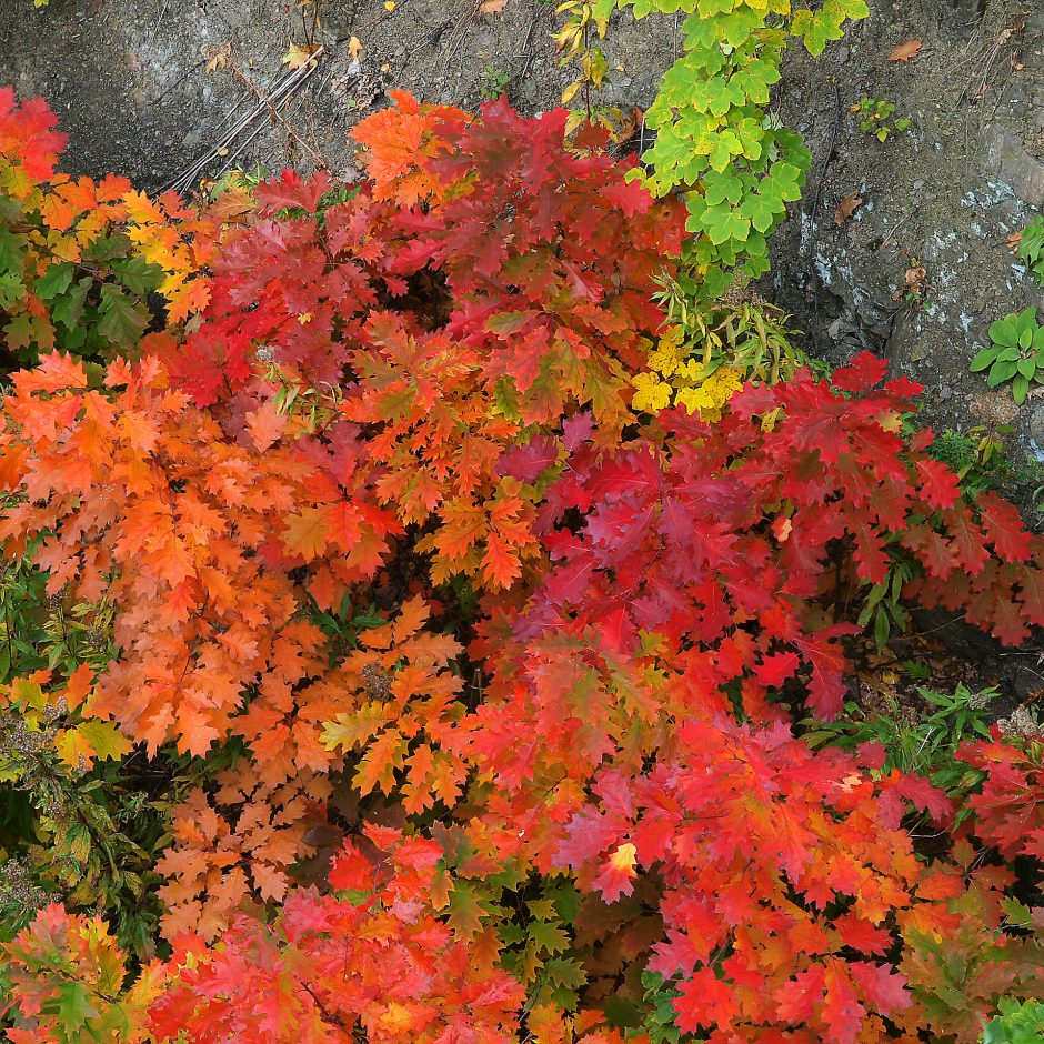 Junge Rot-Eiche in Herbstfärbung (Bildautor: Andreas Roloff)