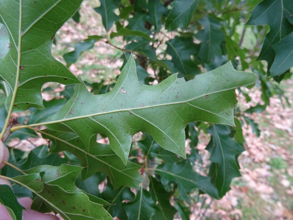 Underisde leaves Iturraran