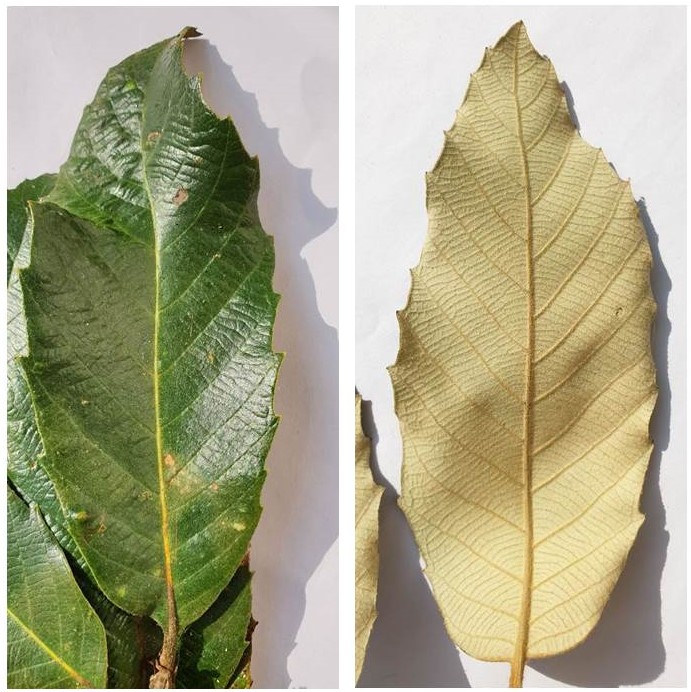Q. leucotrichophora vs Q. lanata