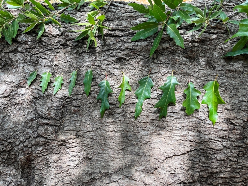 Comparing leaf morphology