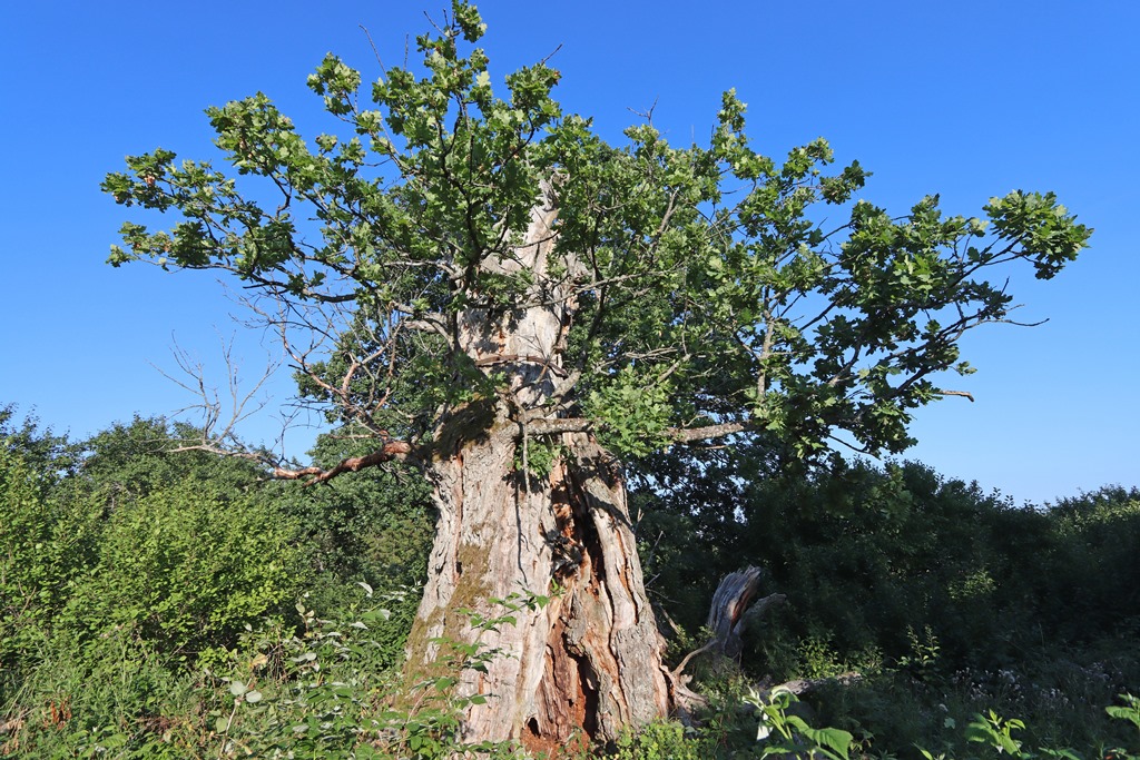 Lyytikkylä Oak in August 2020 (© Juha Fagerholm)