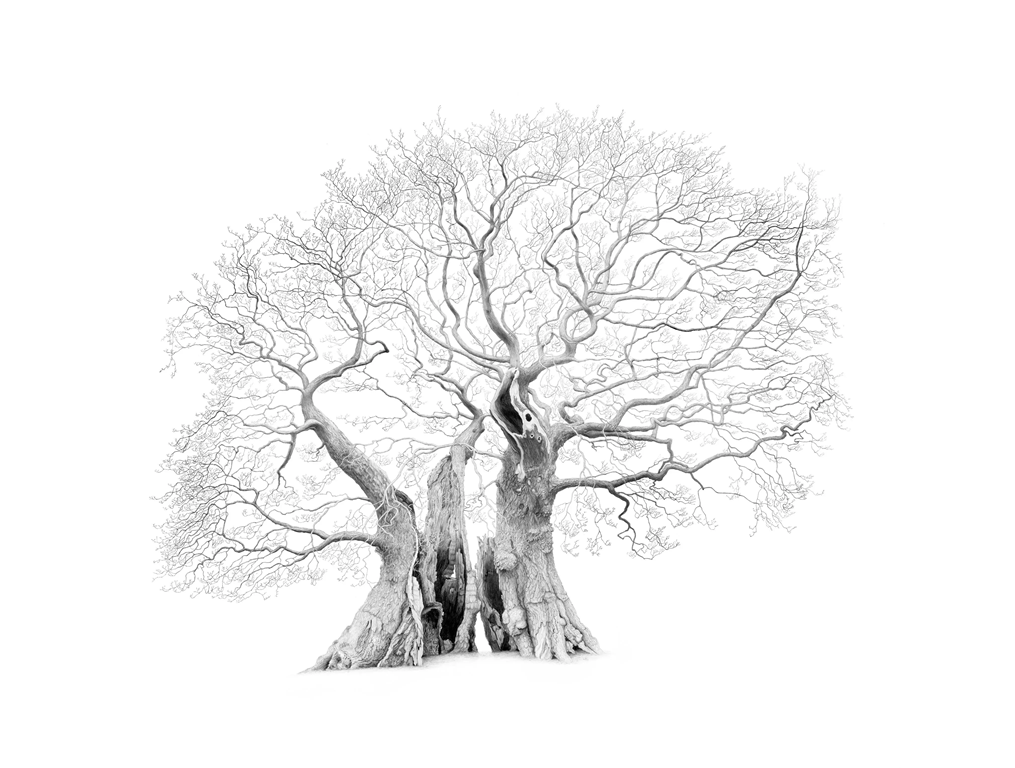 Marton Oak in Cheshire, Mark Frith © RBG Kew, bequeathed by the Estate of Felix Dennis