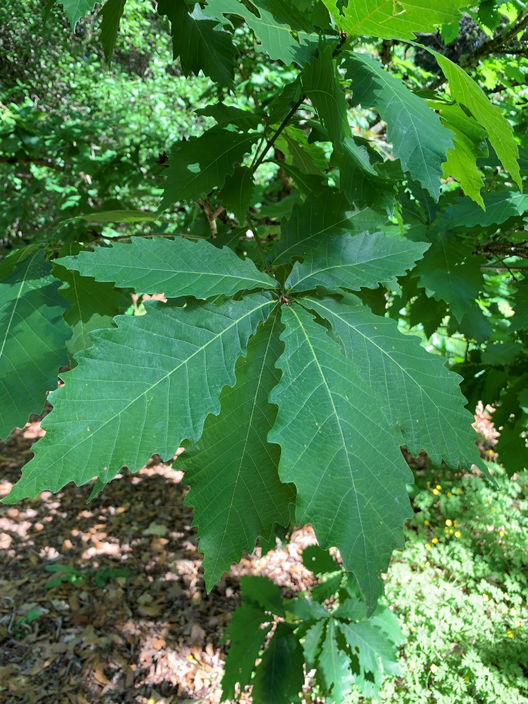 Quercus crispula