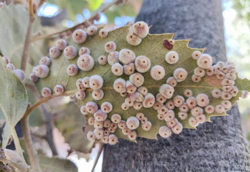 Oak tree infested with gall mites. Yasuj City, Kohgiluyeh and Boyer Ahmad province, Iran – Image: www.kebnanews.ir
