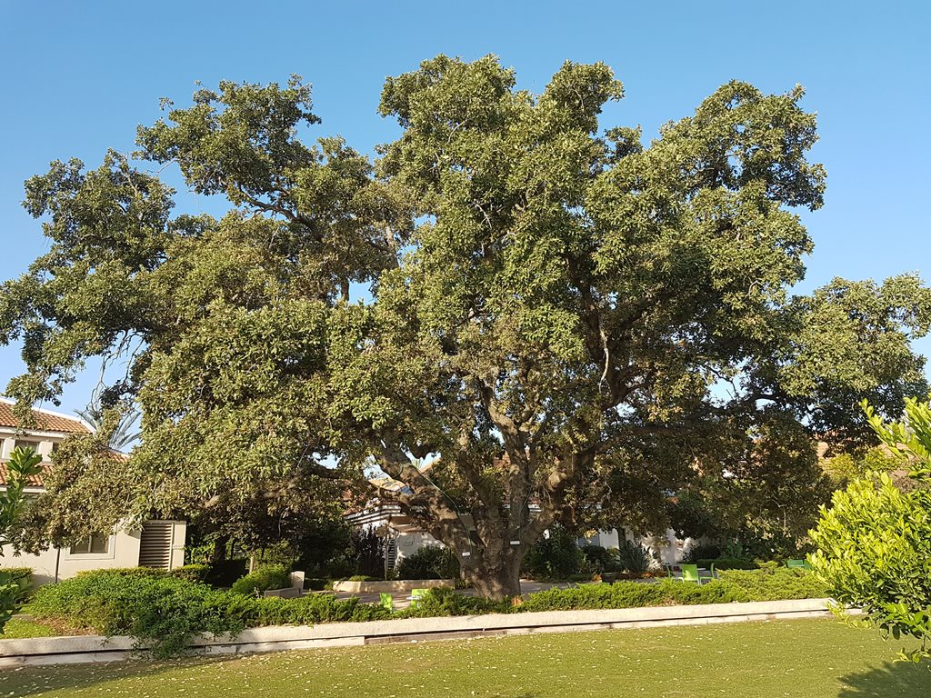 Nordia Mt Tabor Oak