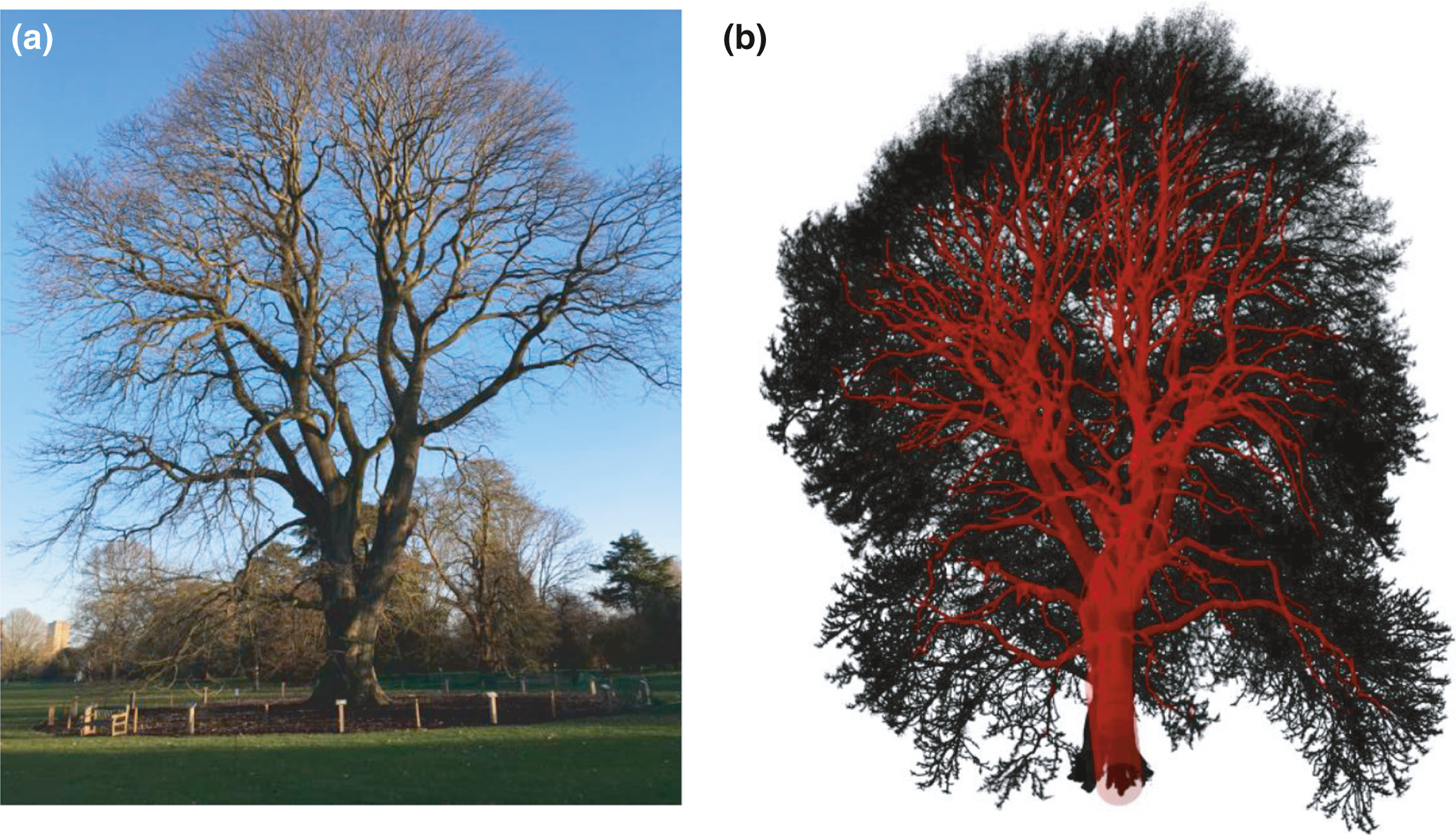 Q. castaneifolia Kew Lidar