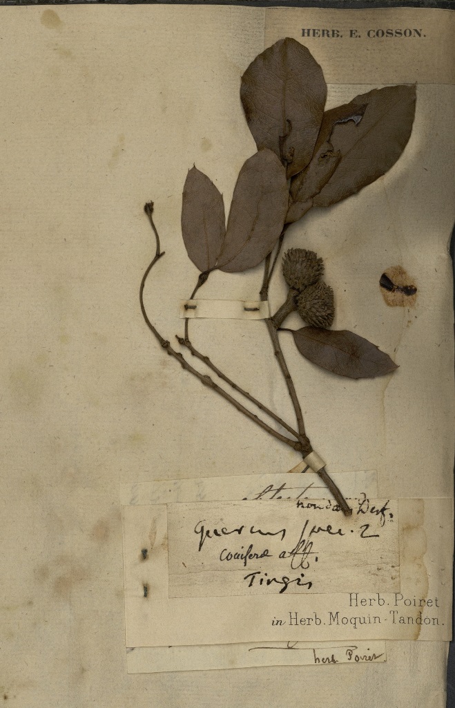 Quercus obtecta specimen
