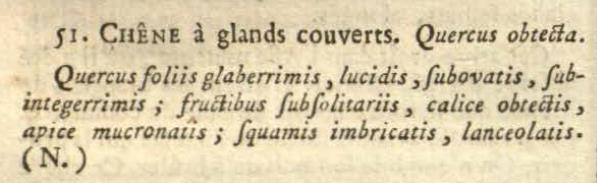 Quercus obtecta description