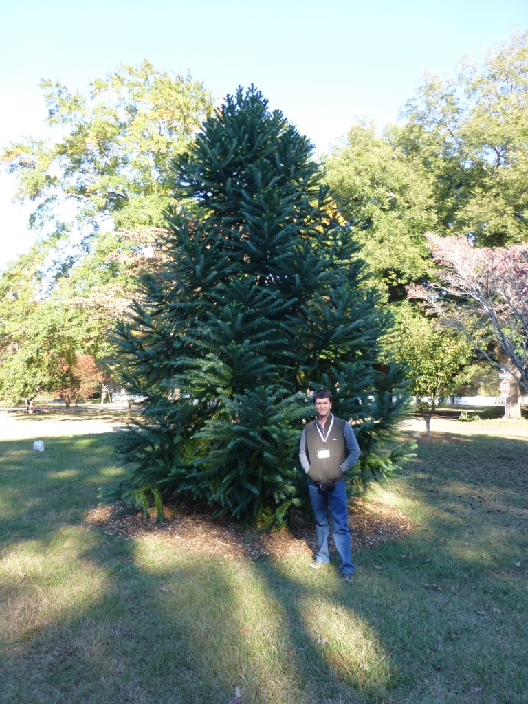 Araucaria angustifolia