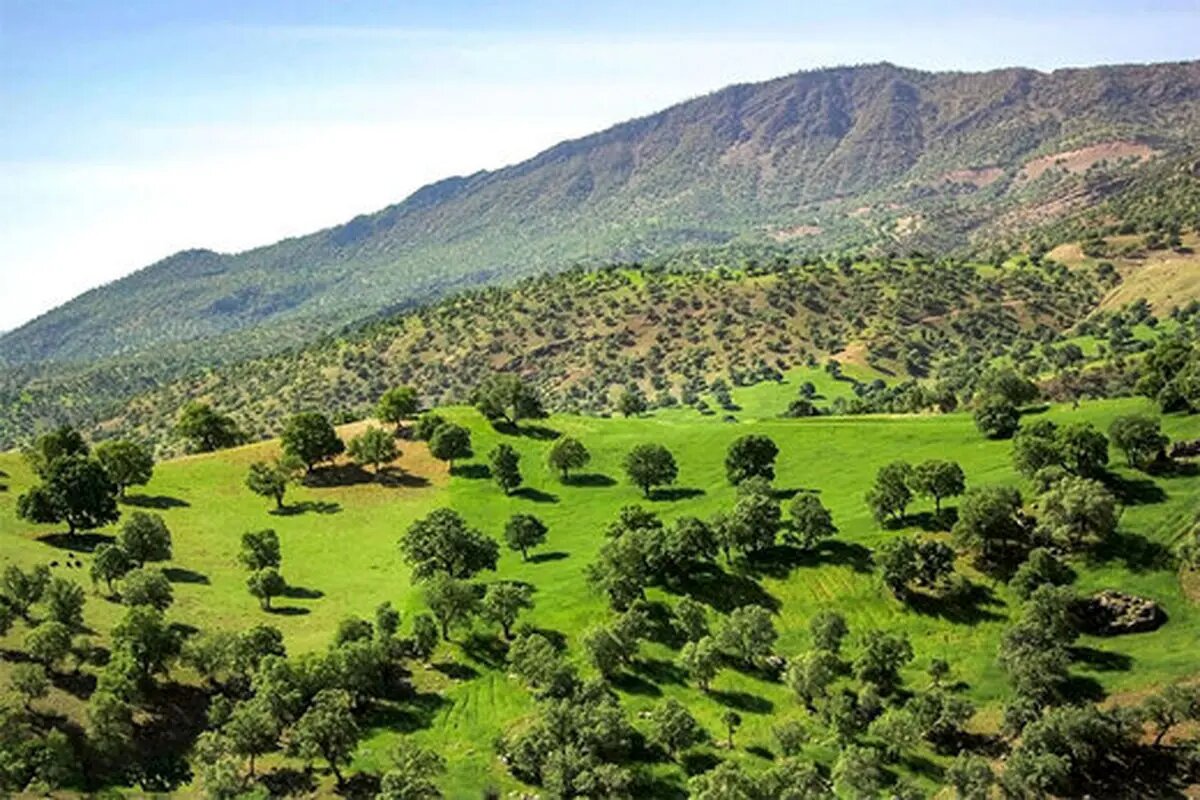  The Zagros oak forest, near the village of “Sar Agha Seyed”, located in the central district of Kuhrang County in Chaharmahal and Bakhtiari Province, Iran 