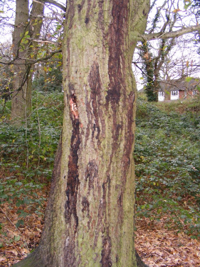 Stem bleeds caused by Acute Oak Decline