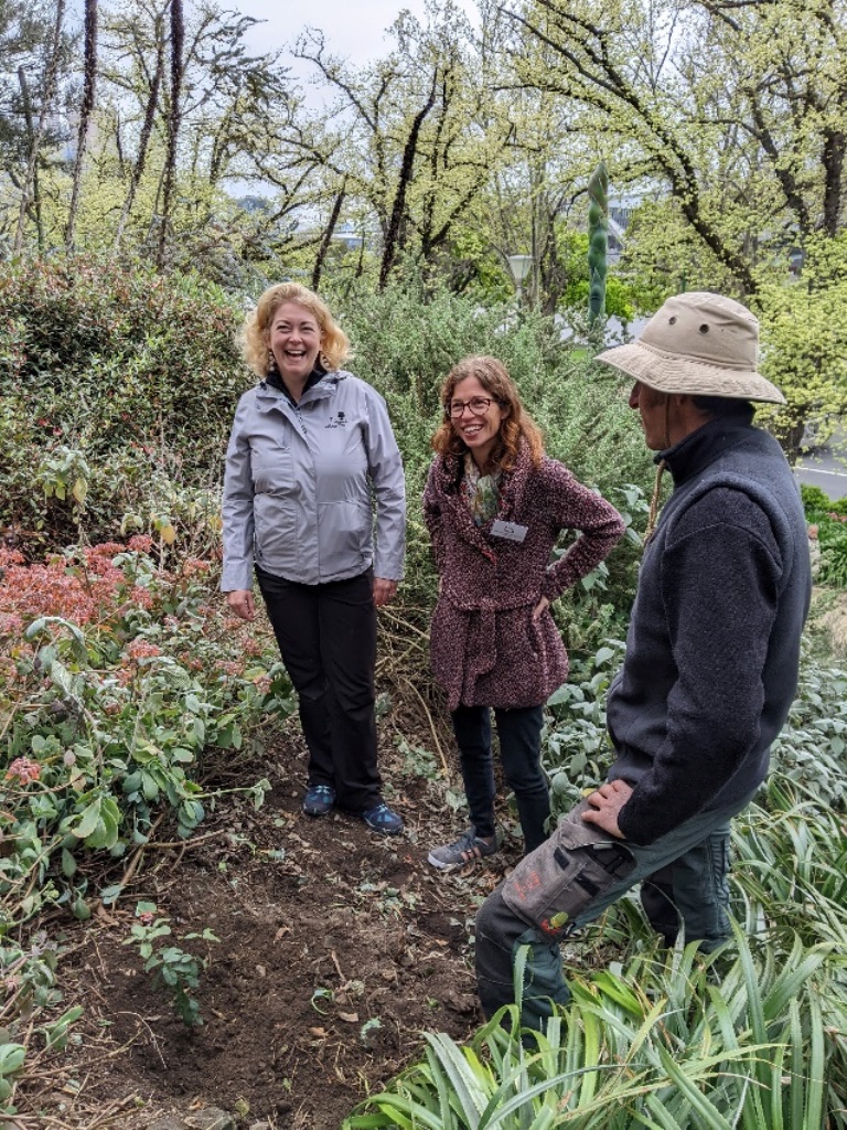 Quercus engelmannii seedlng planted