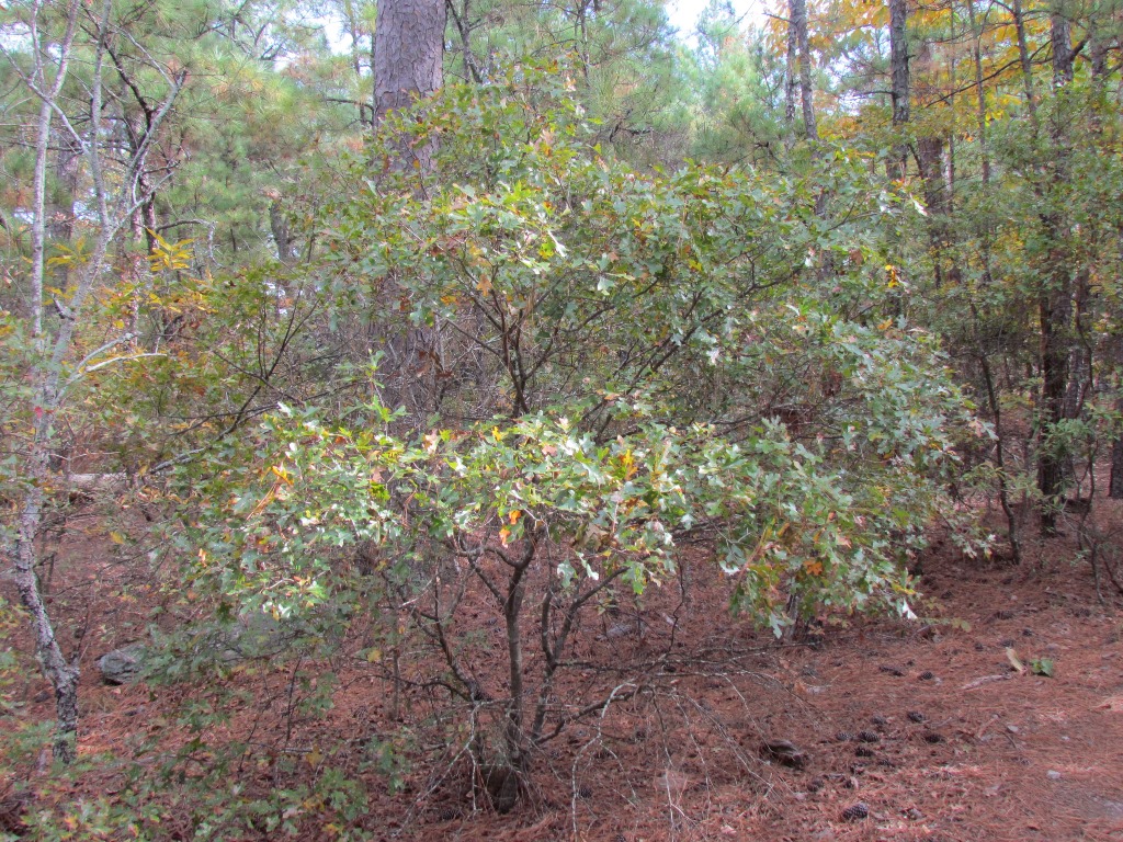 Q georgiana shrub
