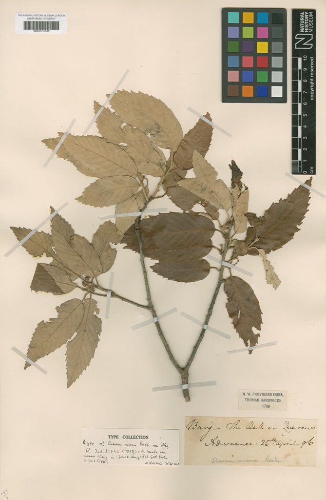 Holotype of Quercus leucotrichophora