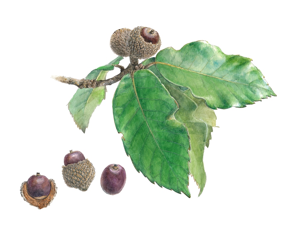 Quercus texana New Madrid