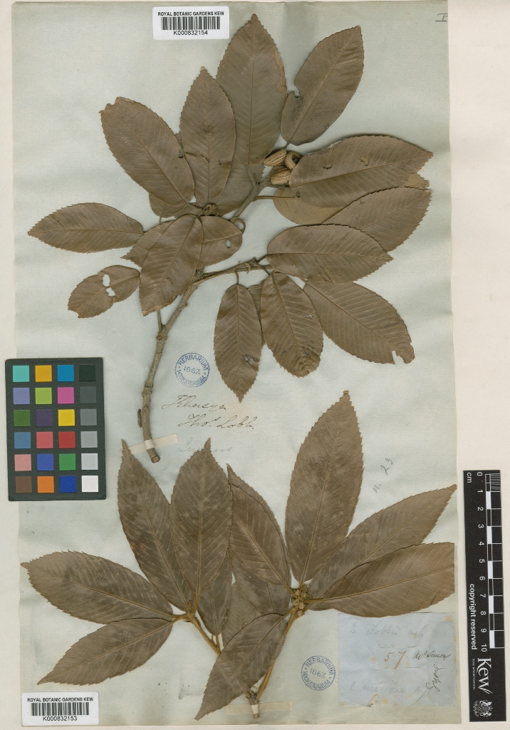 Type specimen of Quercus lobbii, collected by Thomas Lobb