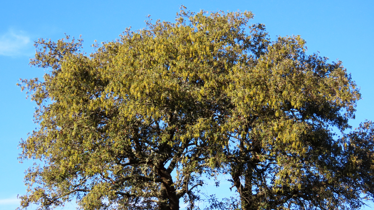 Q. rotundifolia in flower 1