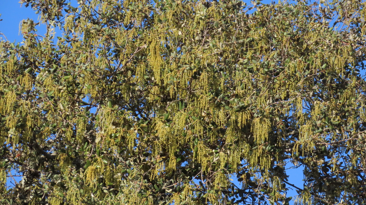 Q. rotundifolia in flower 3