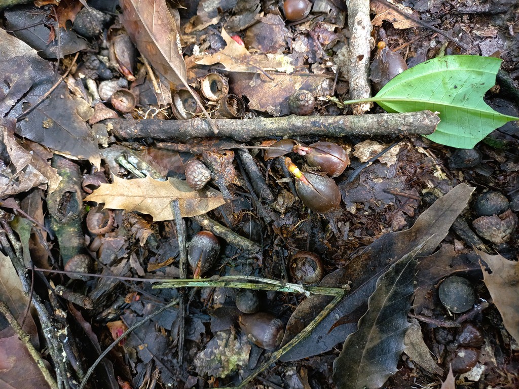 Quercus paxtalensis acorns